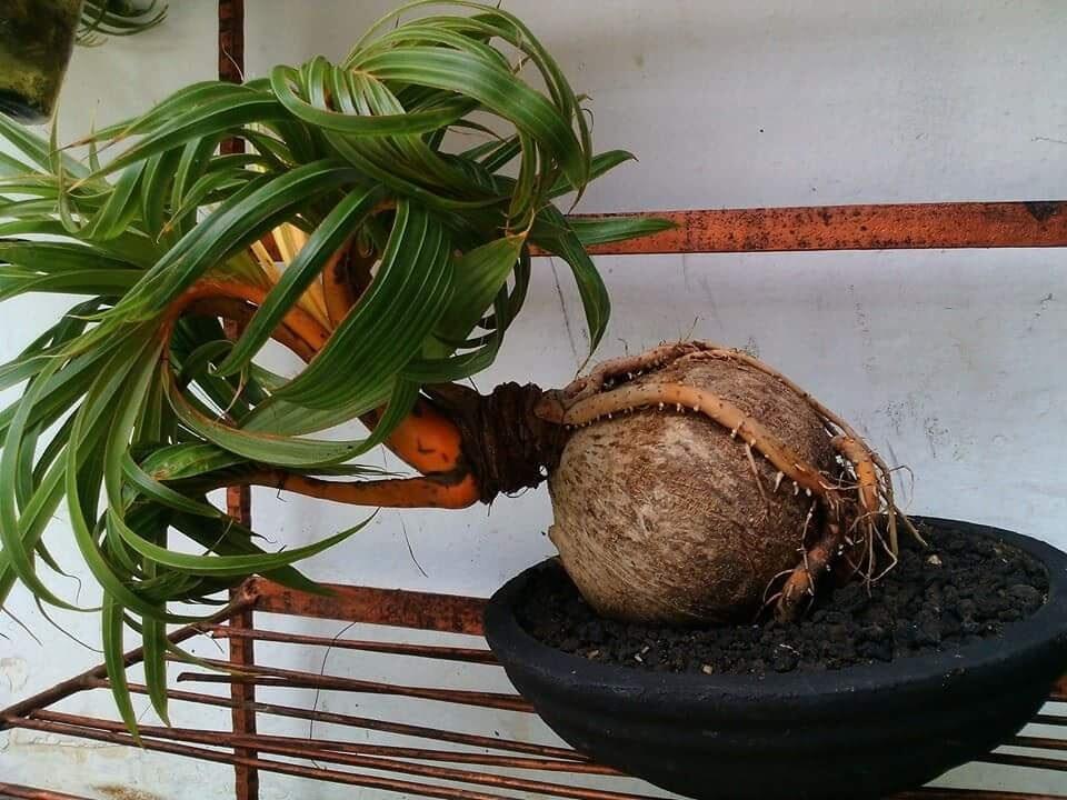 Cara Mudah Membuat Bonsai Kelapa #Aslinyalo