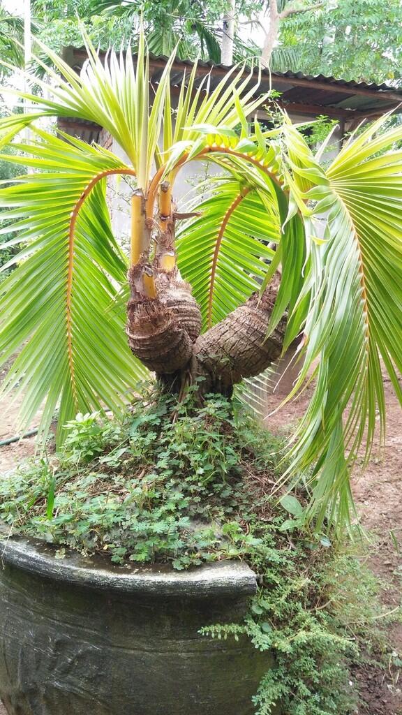 Cara Mudah Membuat Bonsai Kelapa #Aslinyalo