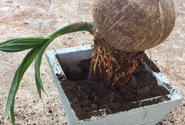 Cara Mudah Membuat Bonsai Kelapa #Aslinyalo