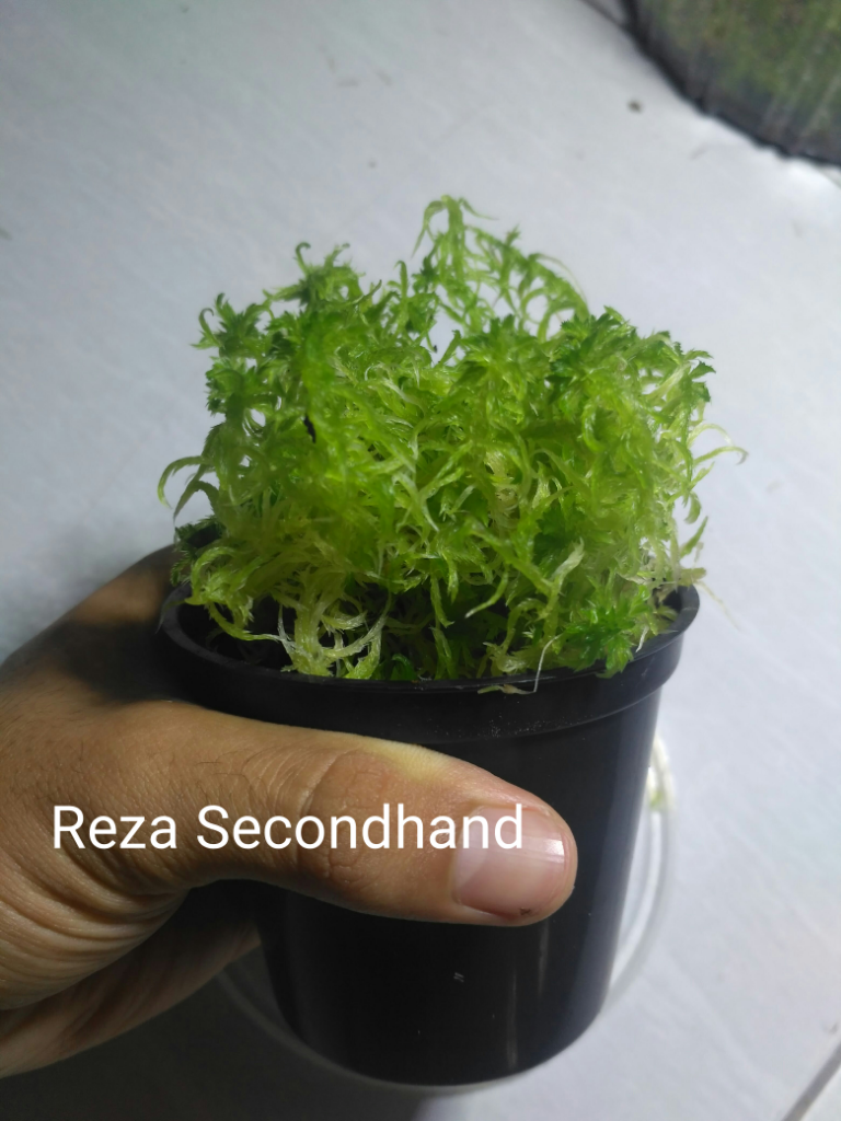 Sphagnum Moss Hidup (Fimbriatum)