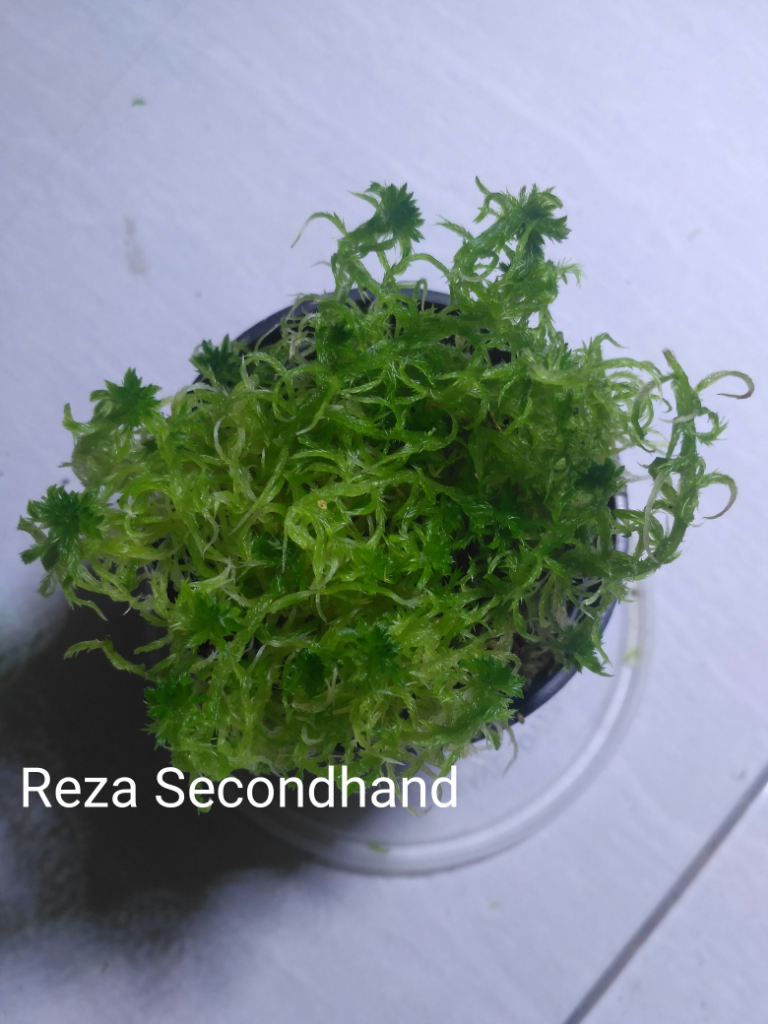 Sphagnum Moss Hidup (Fimbriatum)