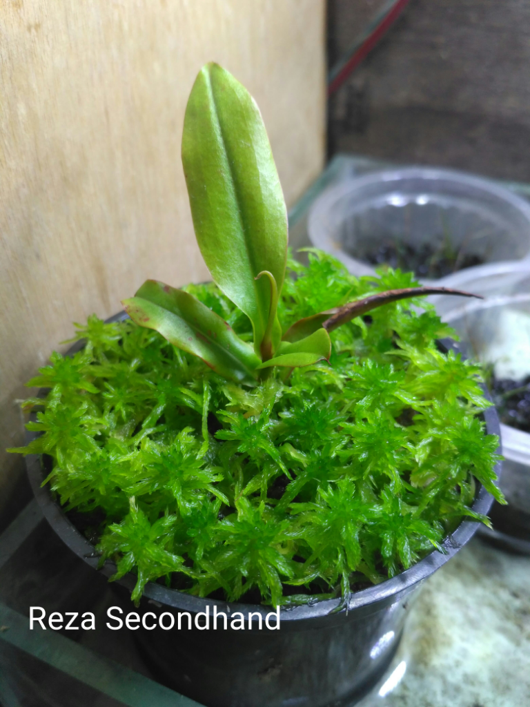 Sphagnum Moss Hidup (Fimbriatum)