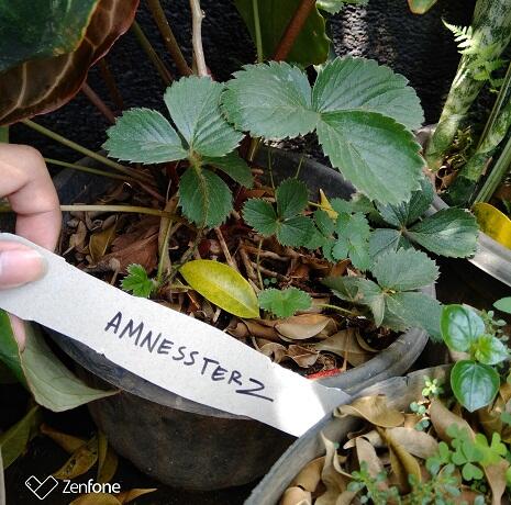 &#91;Event COC&#93; Pengen perbanyak tanaman strawberry tanpa beli? Mudah kok #AslinyaLo