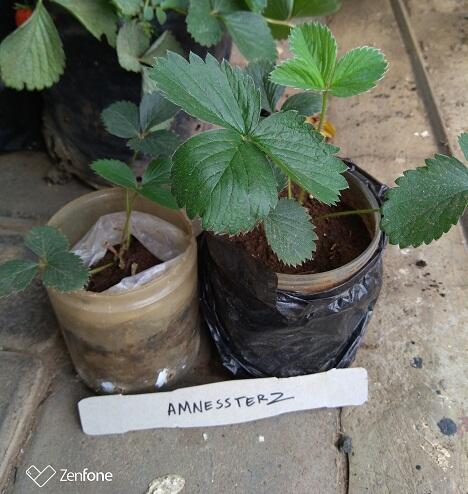 &#91;Event COC&#93; Pengen perbanyak tanaman strawberry tanpa beli? Mudah kok #AslinyaLo