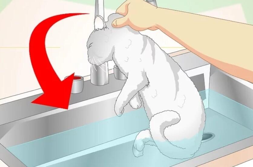 Cara Memandikan Kucing dan Tips Dari Ahlinya