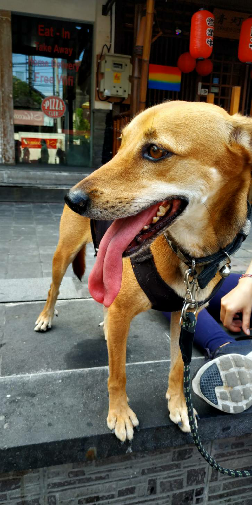 &#91;COC Pets&#93; ''OMiLL'' Anjing Kesayangan Ane #Aslinyalo