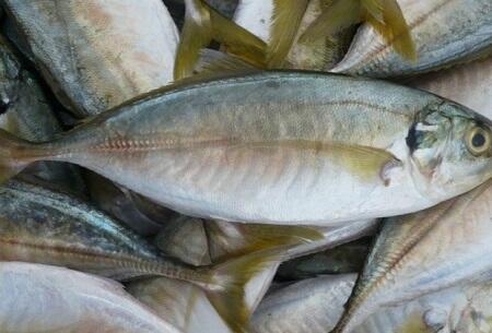 Ternyata kandungan nutrisi ikan kembung justru lebih tinggi daripada salmon