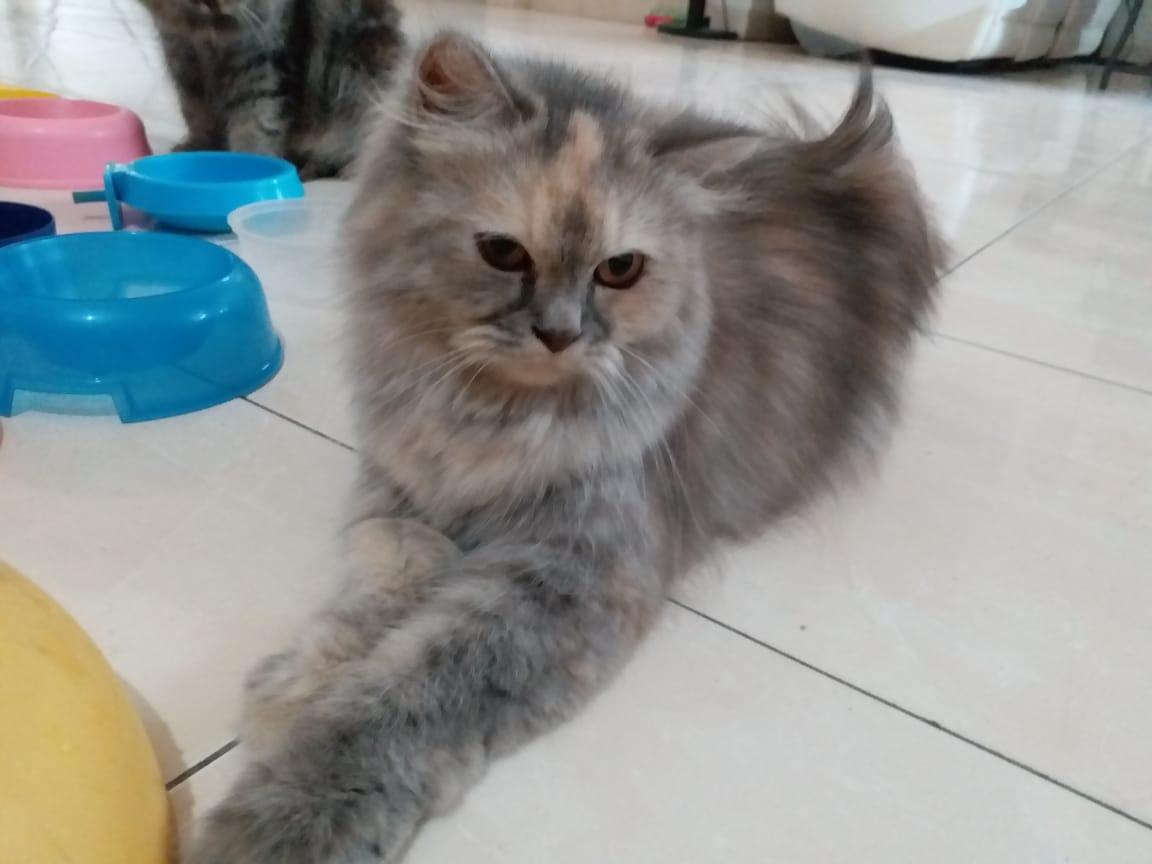 Adopt Kucing Anggora Kota Wisata Cibubur