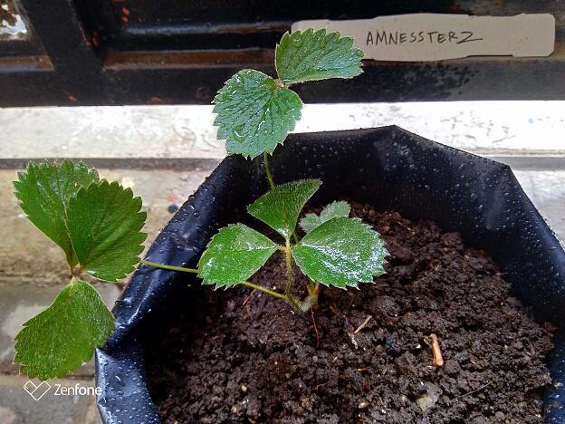 &#91;Event COC&#93; Pengen perbanyak tanaman strawberry tanpa beli? Mudah kok #AslinyaLo