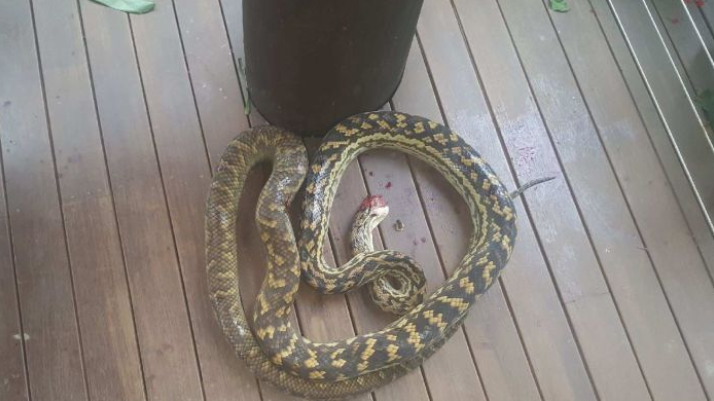 Balita Ini Selamat dari Lilitan Ular Piton Sepanjang 4 Meter