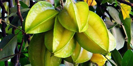 8 Manfaat belimbing untuk kesehatan yang bisa diperoleh dengan konsumsi rutin