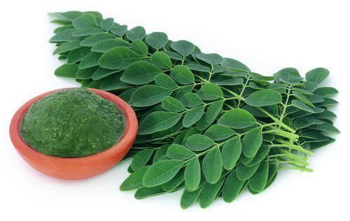Manfaat Daun Kelor