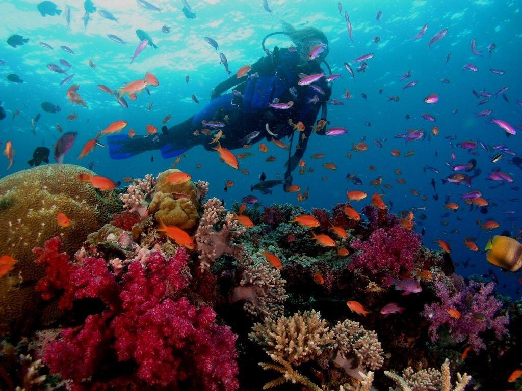 Suka Menyelam? Ini 4 Spot Diving Terbaik di Kawasan Bali Timur