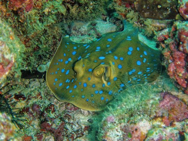 Suka Menyelam? Ini 4 Spot Diving Terbaik di Kawasan Bali Timur
