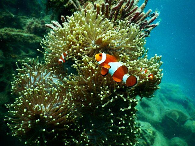Suka Menyelam? Ini 4 Spot Diving Terbaik di Kawasan Bali Timur