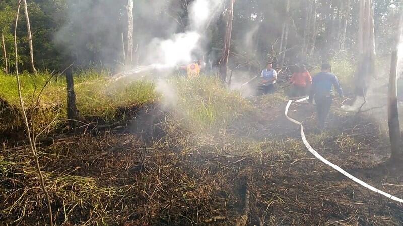 KLHK Minta Pengadilan Segera Eksekusi Perusahaan Perusak Hutan