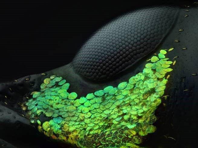 15 Foto Menakjubkan dari Pemenang Nikon’s Small World Photography 2018