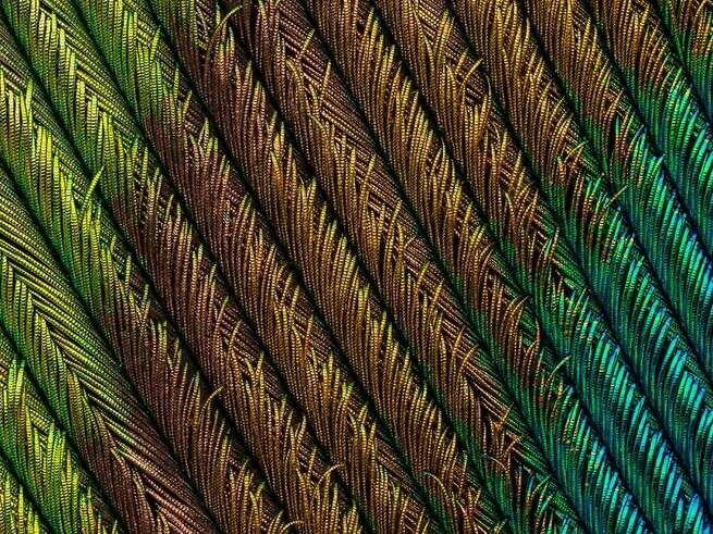 15 Foto Menakjubkan dari Pemenang Nikon’s Small World Photography 2018
