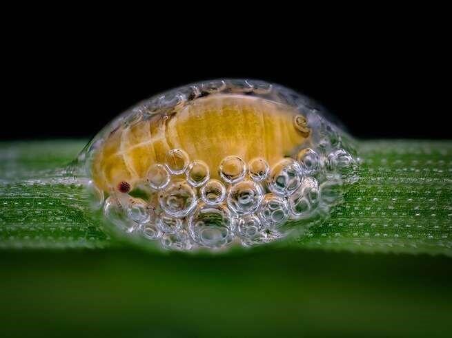 15 Foto Menakjubkan dari Pemenang Nikon’s Small World Photography 2018