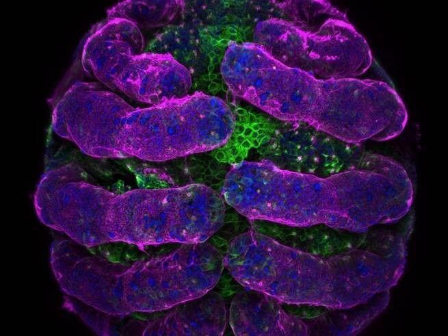 15 Foto Menakjubkan dari Pemenang Nikon’s Small World Photography 2018