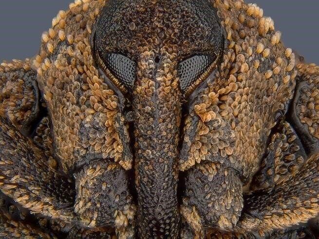 15 Foto Menakjubkan dari Pemenang Nikon’s Small World Photography 2018