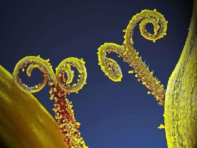 15 Foto Menakjubkan dari Pemenang Nikon’s Small World Photography 2018