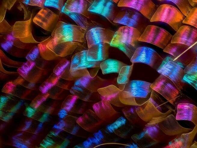 15 Foto Menakjubkan dari Pemenang Nikon’s Small World Photography 2018
