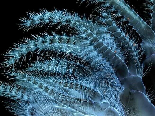 15 Foto Menakjubkan dari Pemenang Nikon’s Small World Photography 2018