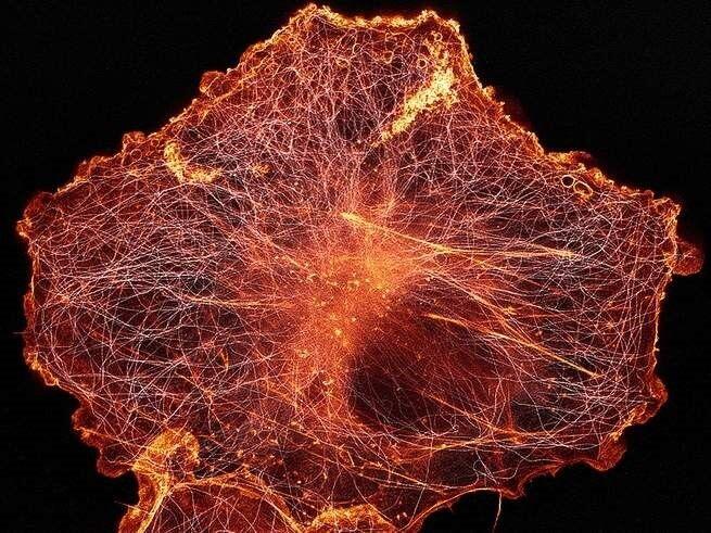 15 Foto Menakjubkan dari Pemenang Nikon’s Small World Photography 2018