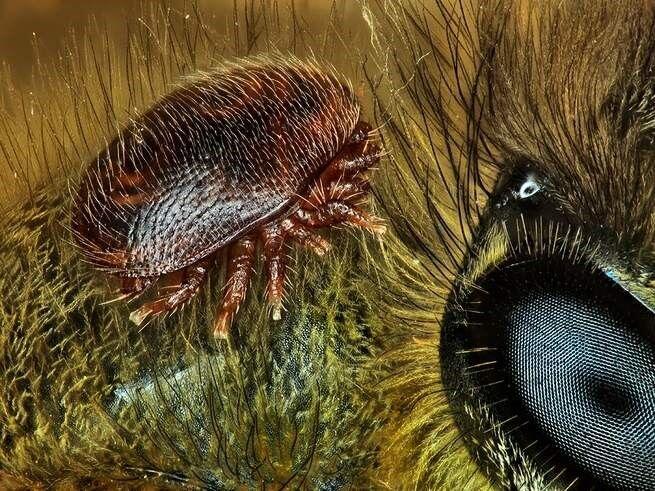 15 Foto Menakjubkan dari Pemenang Nikon’s Small World Photography 2018