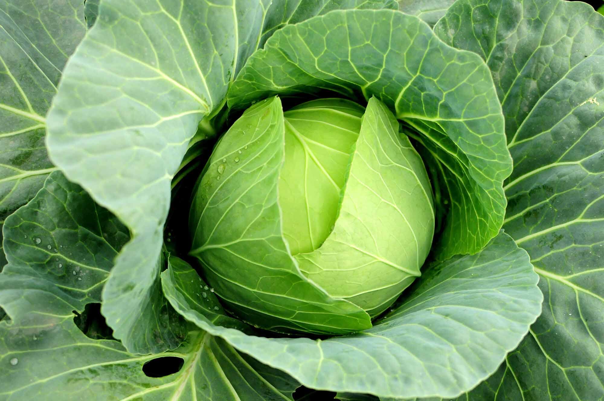 Enak Sih, tapi 10 Makanan Ini Sebaiknya Dihindari Golongan Darah O