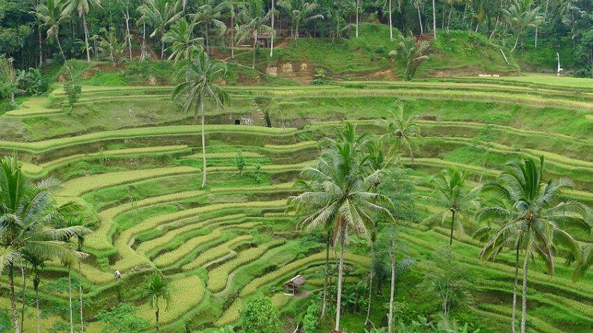 6 Destinasi Wisata Kece di Ubud Ini Siap Merefresh Pikiranmu