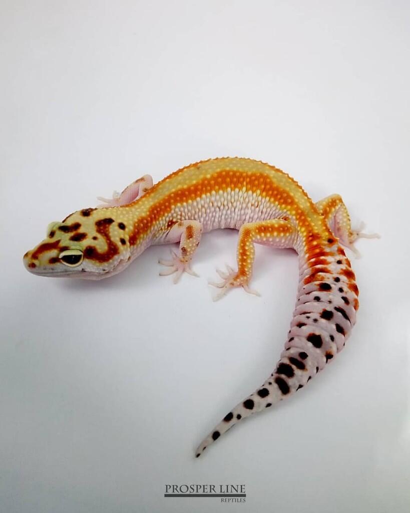 &#91;COC Pets&#93; Mari Mengenal Leopard Gecko Dan Tips Merawatnya #AslinyaLo