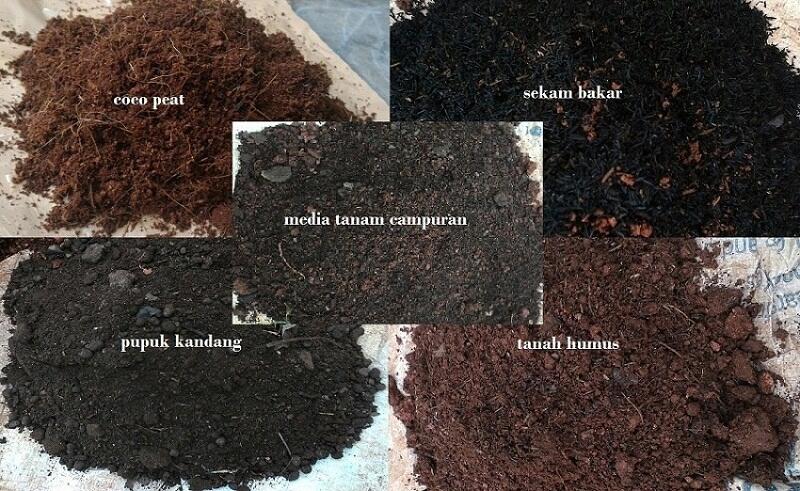 Tips Membuat Apotek Hidup di Rumah #AslinyaLo