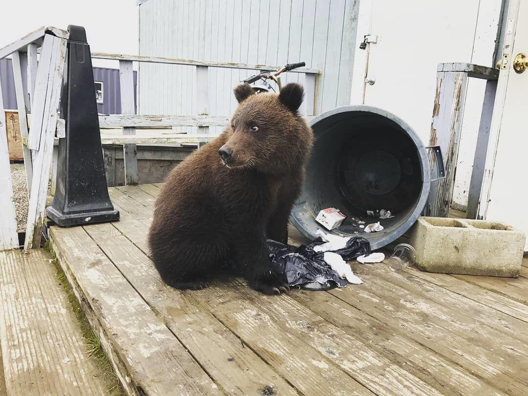 10 Hal Nyeleneh yang Cuma Bisa Kamu Temukan di Alaska, Unik Banget!