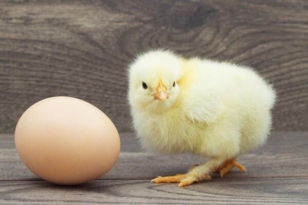 Penjelasan Ilmiah Paling Masuk Akal Antara Ayam &amp; Telur Duluan Manah