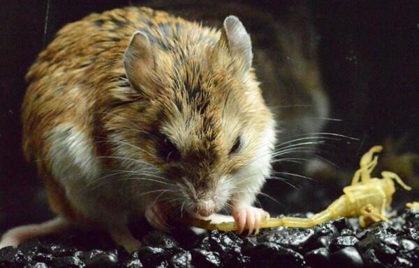 WOW! Bisa MELOLONG kaya SERIGALA Dan Tahan RACUN?Ini TIKUS GRASSHOPPER!