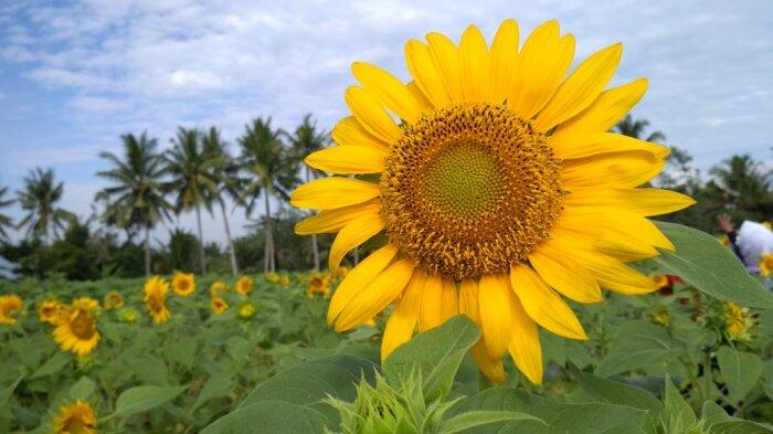 Tujuan Wisata di Magelang yang Memanjakan Mata