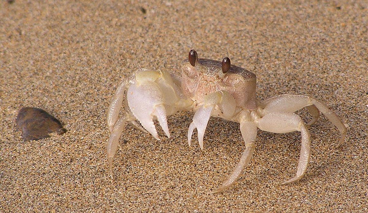 10 Hewan Menyeramkan yang Dapat Julukan “Hantu”, Mana Paling Cocok?