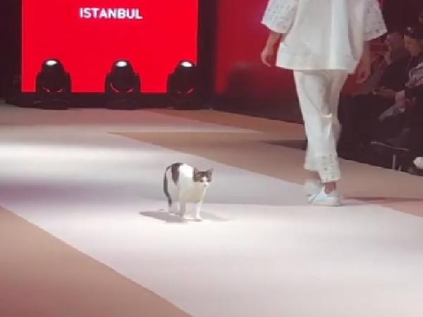 Ini Baru Catwalk, Ada Kucing Ikutan Jadi Model