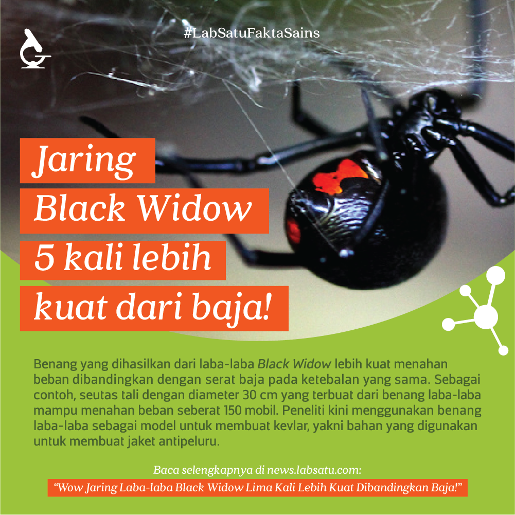 Wow Jaring Laba-laba ini Sekuat Baja !