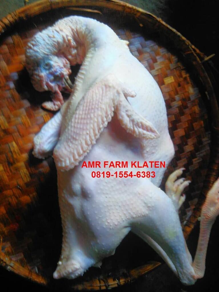 Daging Kalkun Segar