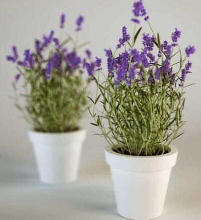 &#91;COC&#93; Wangi &amp; Ampuh Usir Nyamuk, Begini Cara Menanam Bunga Lavender #AslinyaLo