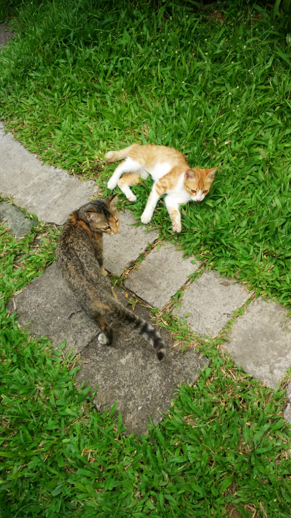 &#91;COC Pets&#93; Tips Pengobatan Homemade buat Kucing