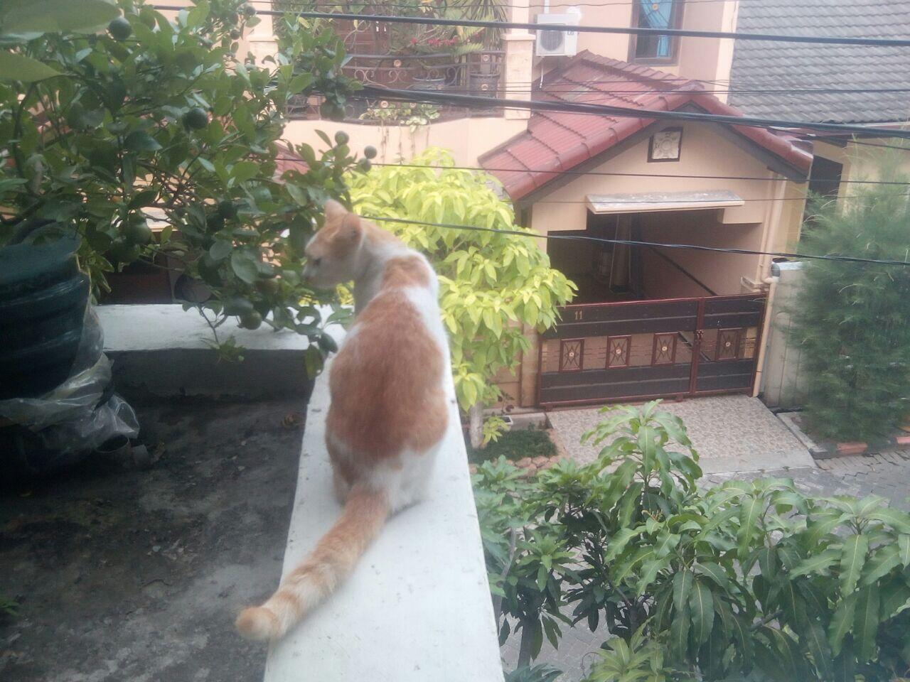 &#91;COC Pets&#93; Bila Suatu Ketika Saya Dapat Memelihara Mereka #AslinyaLo