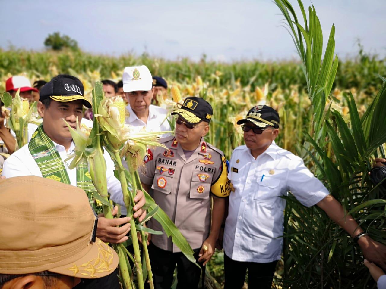 Di Sulbar, Kementan Fokus Replanting Sawit dan Jagung