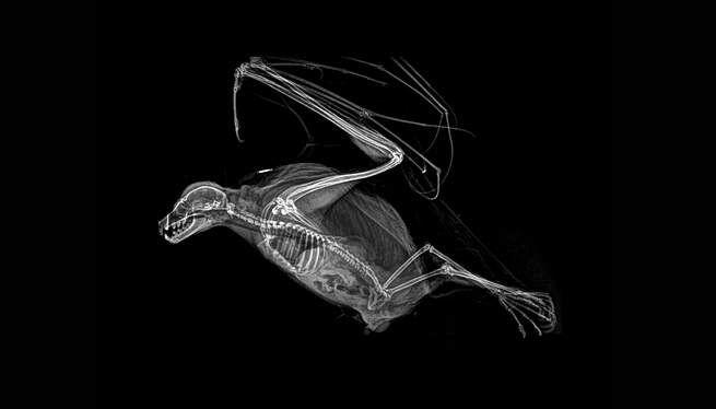 Lewat X-Ray, Kita Bisa Belajar Lebih Banyak Tentang 5 Hewan Seram Ini