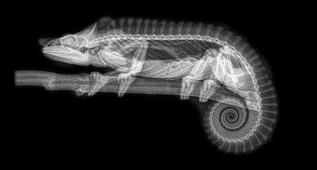 Lewat X-Ray, Kita Bisa Belajar Lebih Banyak Tentang 5 Hewan Seram Ini