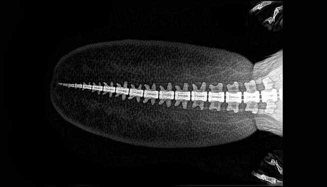 Lewat X-Ray, Kita Bisa Belajar Lebih Banyak Tentang 5 Hewan Seram Ini