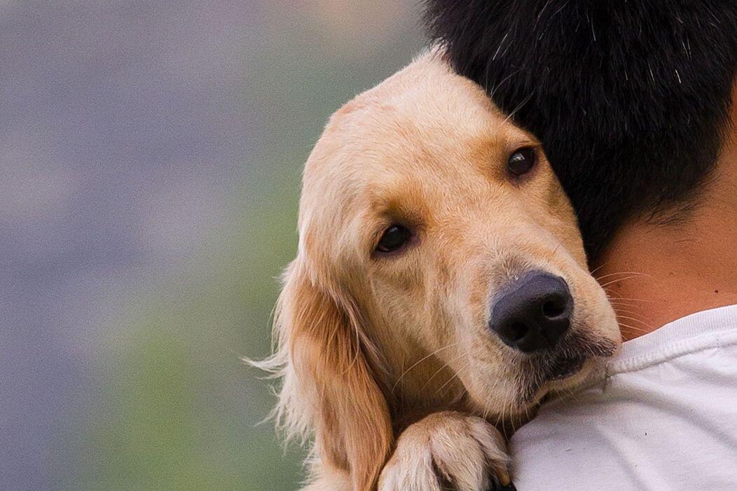 Anjing Sangat Bersahabat dengan Manusia dengan Alasan Ilmiah yang Kuat